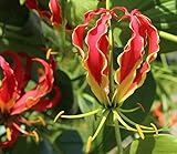 Fangblatt - Gloriosa rothschildiana - rote Ruhmeskrone - loses Rhizom ca. 8-10 cm lang - exotische Zimmerpflanze