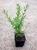 20 x Liguster im Topf 30cm 5m Hecke Ligusterhecke Heckenpflanzen