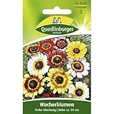 Wucherblume, Frohe Mischung