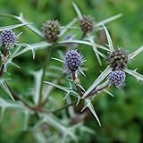 Blumixx Stauden Eryngium variifolium - Edeldistel grau