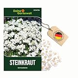 Steinkraut Duftsteinrich Schneedecke Samen - Lobularia maritima - Steinkrautsamen - Blumensamen - Saatgut für 250 Pflanzen