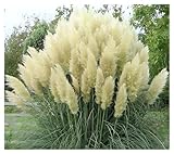 10 x Cortaderia selloana 'White' im 1 Liter Topf (Ziergras/Gräser/Winterhart/Mehrjährig/Immergrün) Weißes Pampasgras - Majestätische, schneeweiße Federn für Ihren Garten - von Stauden Gänge