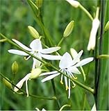 Ästige Graslilie - Anthericum ramosum