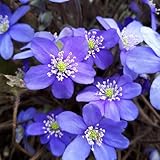 leberblümchen, hepatica kräutergarten gartenpflanzen, leberblümchensamen heilkräuter balkon blumenwiese 500pcs