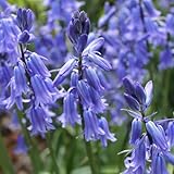 hasenglöckchen samen - bodendecker winterhart blumenwiese herbstaussaat wiesenblumen kübelpflanzen mehrjährig frühblüher pflanzen deko 200pcs
