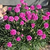 grasnelke - blumenwiese grasnelken winterharte für garten steingartenpflanzen winterhart balkonpflanzen winterhart herbstblumen kräutersamen stauden 40samen