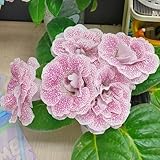 Gloxinie Samen, Sinningia speciosa, balkonpflanzen nachhaltige produkte exotische pflanzen büropflanzen geschenke für gartenliebhaber zimmerpflanzen wildblumensamen balkongewächshäuser 75pcs