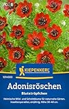 Kiepenkerl Adonisröschensamen Blutströpfchen 1014000 - heimische Schnitt- und Wildblume für naturnahe Gärten - Insektenmagnet - Saatgut, Samen Adonisröschen