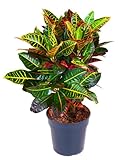 Codiaeum variegatum 'Petra' - Croton, Wunderstrauch Höhe: 55 cm, 17cm Topfdurchmesser pflegeleicht, strahlende Farbgebung