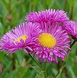 Feinstrahlaster Karminstrahl - Erigeron cultorum