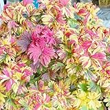 buntnessel mehrjährig, hochbeete für garten indoor gewächshaus balkon bio winterharte 420samen