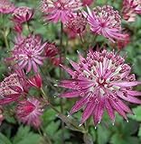 Sterndolde Venice - Astrantia major