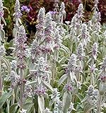 Wollziest - Stachys byzantina