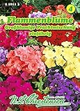 Phlox drummondii, Flammenblume, Großblumige Prechtmischung N.L.