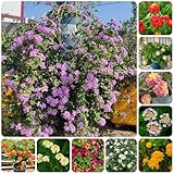 wandelröschen - lantana - steingartenpflanzen winterhart, schnell wachsende topfpflanzen 200samen