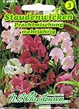 Staudenwicken Prachtmischung Mischung Wicke rankend Lathyrus latifolius winterhart mehrjährig