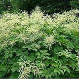 6 x Hoher Wald Geißbart - Aruncus Dioicus Topf 9x9cm: Große, cremeweiße Blütenähren. Liebt feuchte, humusreiche Böden.