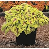 Kientzler Heuchera / Heucherella - Purpurglöckchen ''Stoplight'' - winterhart, im Topf 12 cm, in Gärtnerqualität von Blumen Eber - 12cm