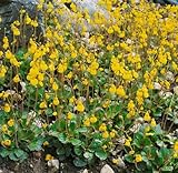 Calceolaria biflora 9x9 cm Topf – Mehrjährig & Pflegeleicht – Pantoffelblume – Staude für Steingarten & Beet