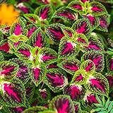 Buntnessel Rainbow Samen - Buntnessel Pestwurz