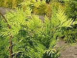Chamaecyparis lawsoniana Ivonne - Gelbe Scheinzypresse Ivonne - 80-100cm