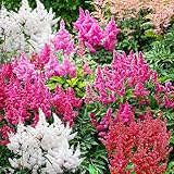 Winterharte Astilbe Stauden Kollektion (10 Wurzeln/Zwiebeln), Mix von 5 Sorten für Garten, 2 von jeder Farbe, große mehrjährige Pflanzen aus Holland (kein Samen), Weiß-Rot-Rosa-Violett Hybriden