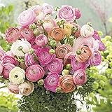 Ranunkeln 'Pastel Mix' - 10 Stück