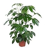 Schefflera Amata Strahlenaralie Zimmerpflanze 110 cm Höhe