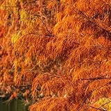 Sumpfzypresse - exotische geschenke für gartenliebhaber balkonpflanzen garten gartenpflanzen immergrüne winterhart grünpflanzen 300Samen