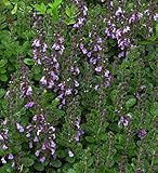 Echter Gamander Nanum - Teucrium chamaedrys