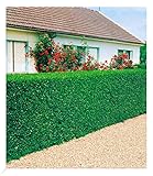 BALDUR Garten immergrün Liguster-Hecke, 3 Pflanzen Ligustrum vulgare 'Atrovirens', Sichtschutz, winterhart, Wasserbedarf gering, Ligustrum ovalifolium