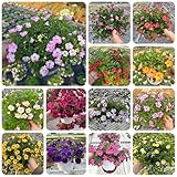 zauberglöckchen schnittblumen zauberglöckchen bodendecker winterhart mehrjährig hochbeet balkon frühlingsblume 250samen