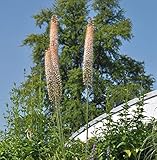 Steppenkerze Romance - Eremurus isabellinus