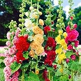 500 pcs Mischung Stockrosen Samen Winterhart Mehrjährig Mehrfarbig Doppelt Stockrose Saatgut für die Aussaat im Freien Haus Garten Blume