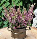 10x Besenheide Highland Rose - Calluna vulgaris