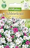 N.L.Chrestensen 5148, Gypsophila Schleierkraut, einjährig, Mischung, Mehrfarbig