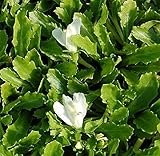 Lippenmäulchen Alba - Mazus reptans