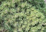Zwergkiefer Pleszew - Pinus mugo Pleszew 20-25cm