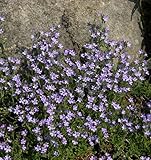 Alpenbalsam - Erinus alpinus - Gartenpflanze